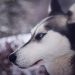 Oovatu Chiens de traineaux Québec