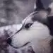 Oovatu Chiens de traineaux Québec