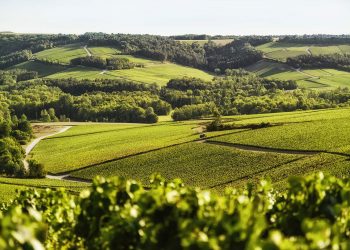 Zoom sur … Les essentielles « Rosé brut »