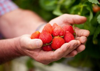 On craque pour les fraises Label Rouge du Lot-et-Garonne