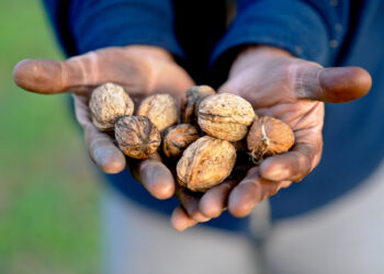 L’huile de noix, le nectar doré du Moulin à huile Castagné