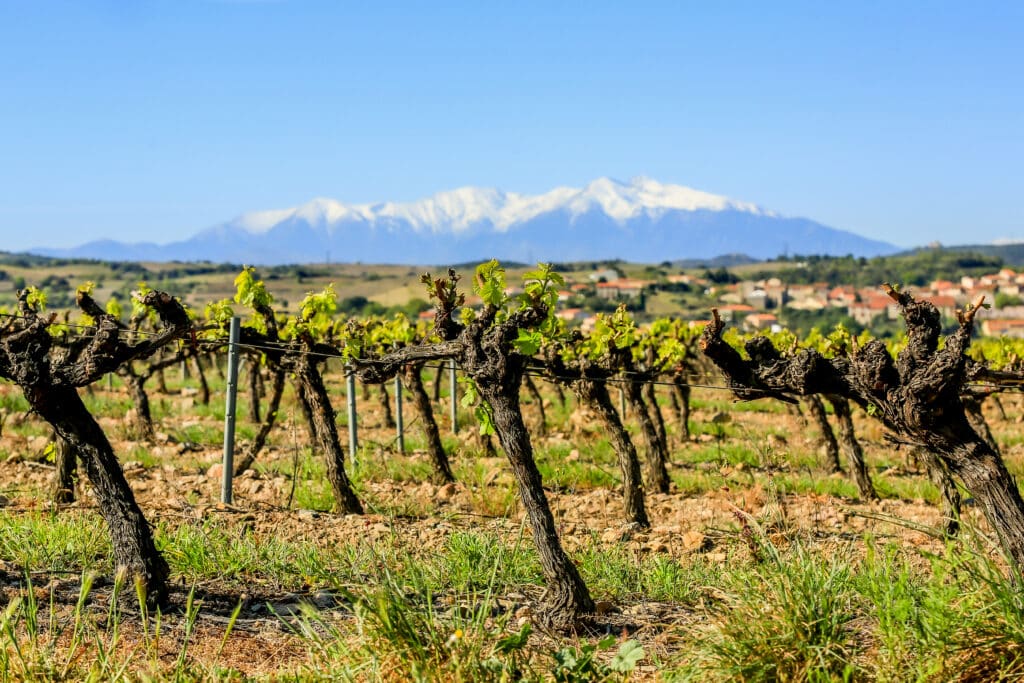 paysage Roussillon