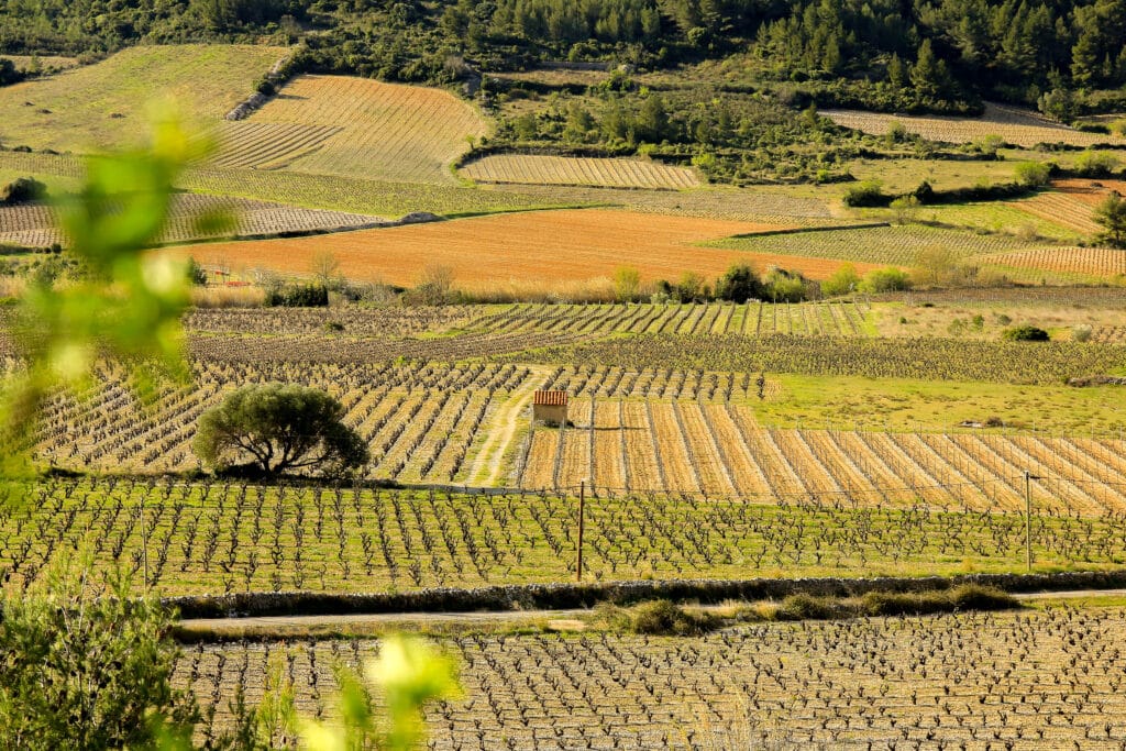 vignes roussillon