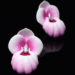 Emmanuel Tarpin - Paire de boucles d'oreilles "Orchidées Sabot de Venus" rose poudré en or jaune laqué et deux diamants poires de 0,90 carat, Photo DR